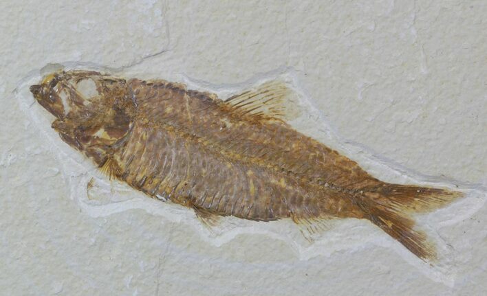 Knightia Fossil Fish - Wyoming #59241